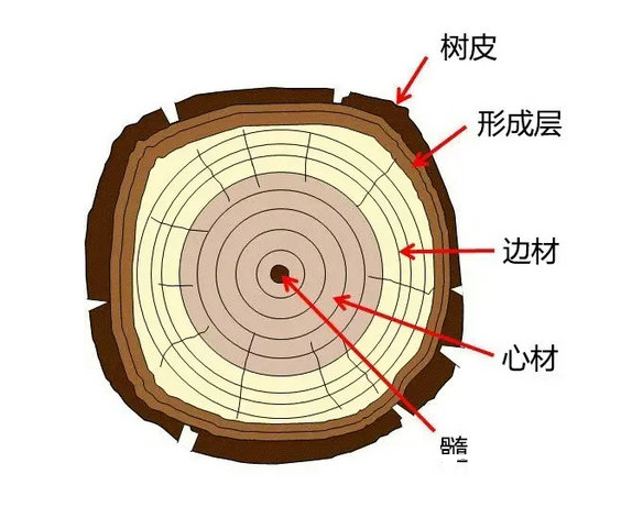 木材宏观结构特征表